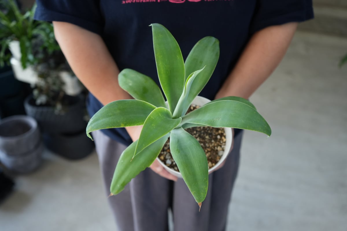 fit=scale-down,w=1200