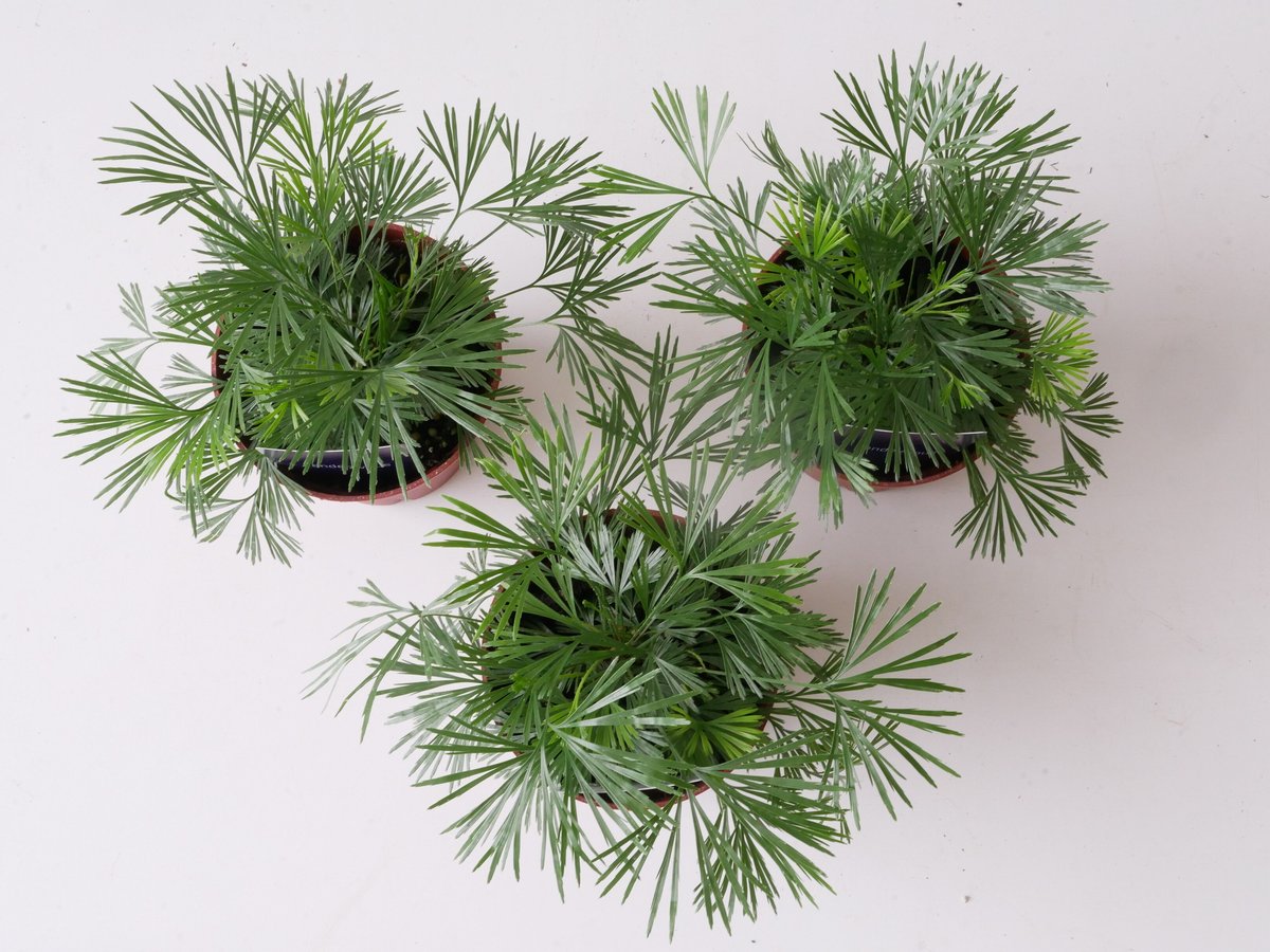 アクティニオ プテリス オーストラリス アクティノプテリス