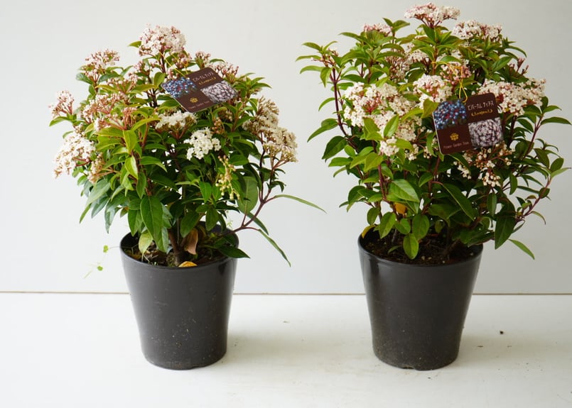 ビバーナム ティヌス ホワイト 5号 鉢植え お花と実が楽しめる ビバーナム ティヌス ホワイト 5号 鉢植え お花と実が楽しめる