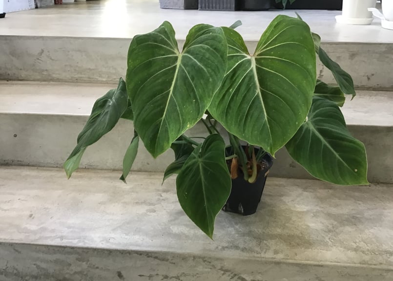フィロデンドロン グロリオサ 5号 艶やかな葉 観葉植物 ビロード様が