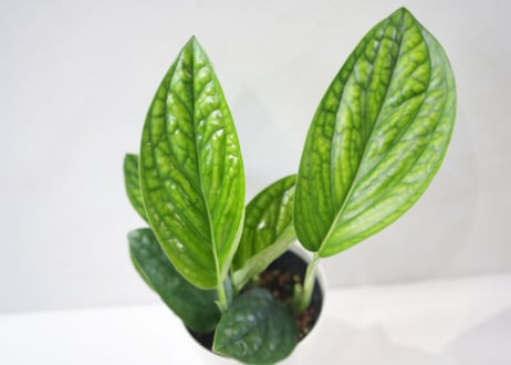 モンステラ シャトルコック 4号鉢｜希少 観葉植物 コンパクト モンステラ インテリアグリーン おしゃれ 室内植物 育てやすい｜ｼｬﾄﾙｺｯｸ ﾓﾝｽﾃﾗ 4号