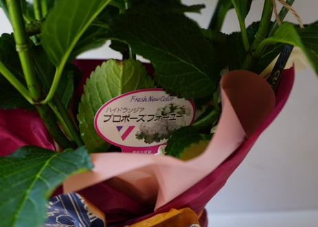 紫陽花 ハイドランジアプロポーズフォーユー 5号 贈り物　母の日