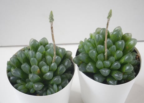 ハオルチア オブツーサ 3号｜透明な窓が美しい多肉植物｜室内インテリア・初心者にもおすすめ