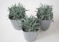 クリスタルグラス 2.5号 フィキニア 寄せ植え 観葉植物 リーフプランツ シャビーシック モダン インテリア