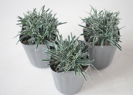 クリスタルグラス 2.5号 フィキニア 寄せ植え 観葉植物 リーフプランツ シャビーシック モダン インテリア