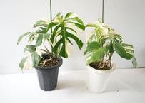スキスマトグロッティス スコルテクニー 観葉植物 | インテリア