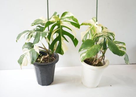 斑入りモンステラ｜美しい白斑が魅力の希少観葉植物｜インテリアグリーンにおすすめ｜モンステラ　斑入り　Ａ 観葉植物