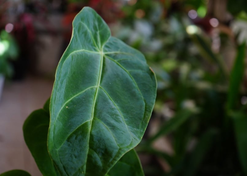 アンスリウム マグニフィカム 3.5号 ビロード 美しい葉脈 レア種