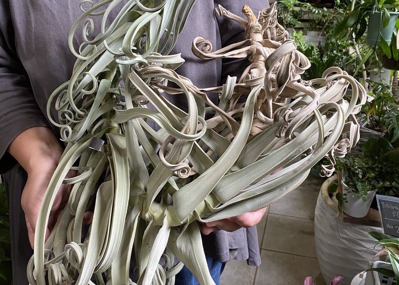 エアープランツ ドゥラティ XL 珍しい カールする葉 チランジア