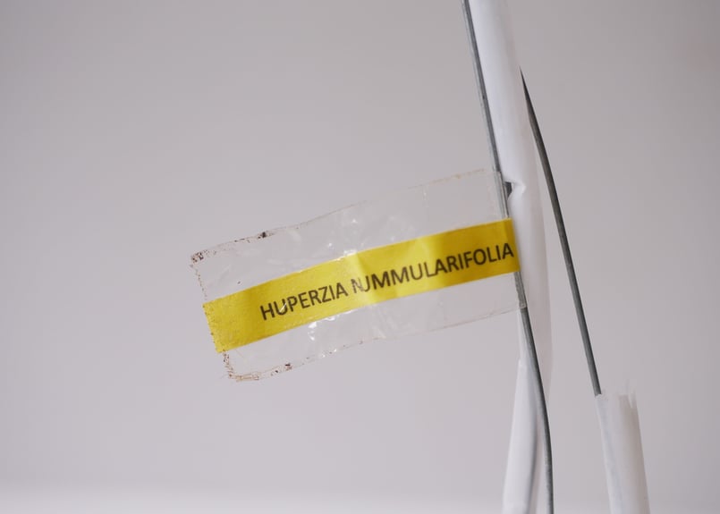 安心の宅配便発送です。フペルジア『nummularifolia』4番 安心の宅配便発送です。フペルジア『nummularifolia』4番