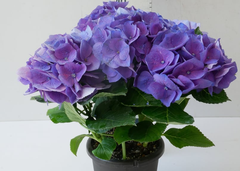 ラッピング込み】紫陽花 パープル | インテリアグリーンとギフト