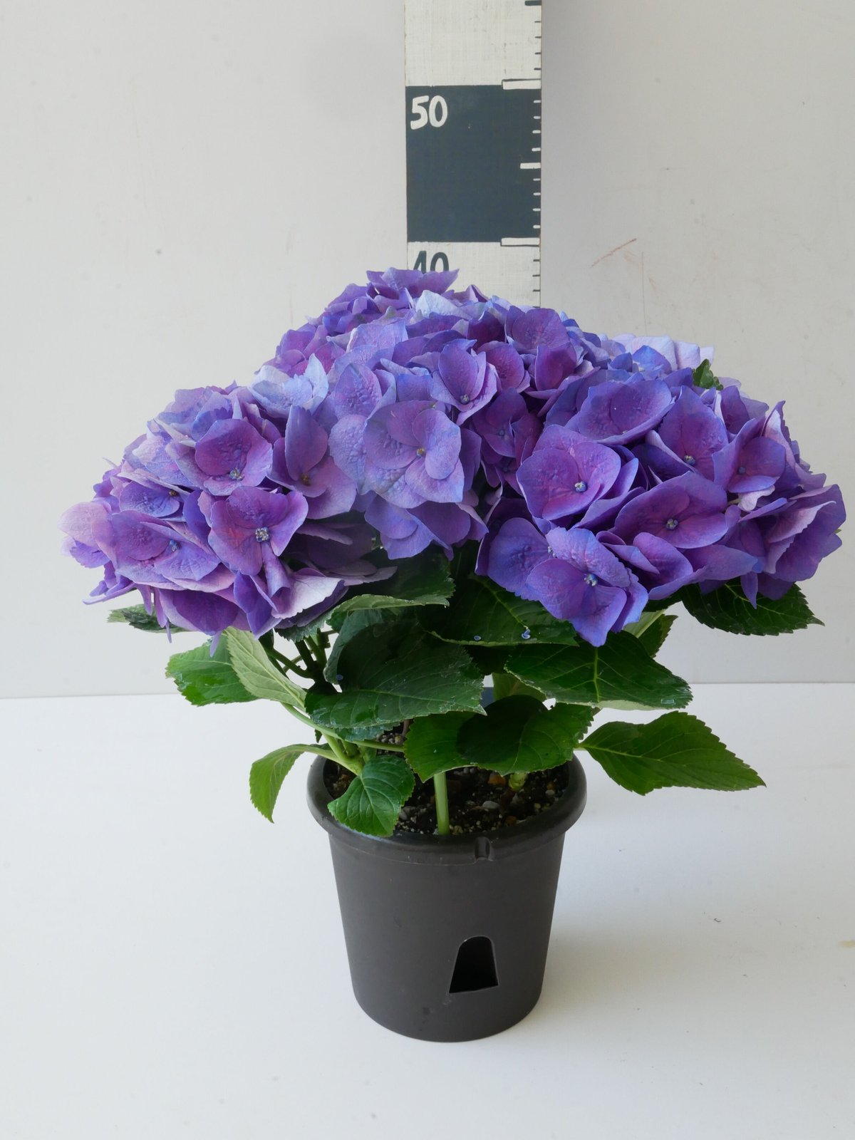 ラッピング込み】紫陽花 パープル | インテリアグリーンとギフト