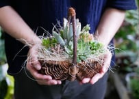 おまかせ　多肉植物　籠寄せ植え　可愛いプレゼントにも