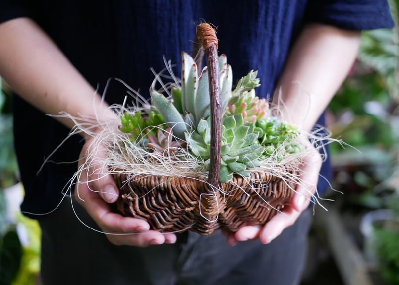 おまかせ 多肉植物 籠寄せ植え 可愛いプレゼントにも