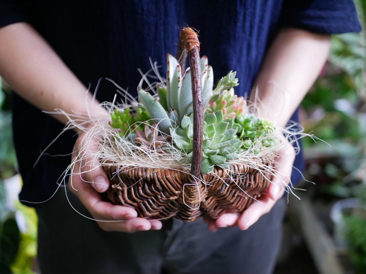 【リユース籠お値引品】フィエスタとマジョレーのシンプル籠寄せ植え fit=scale-down,w=1200