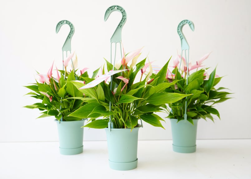 アンスリウム リリー 3.5号 吊り鉢 淡いピンクの細花 長く楽しめる