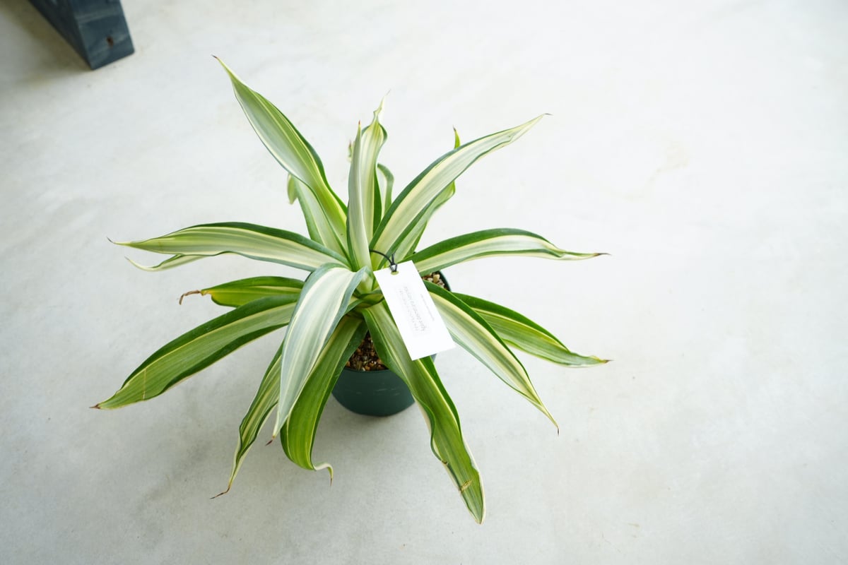 ナ*ツ様 アガベ　セルシー　アメリカーナ　デスメティアーナ アガベ・デスメティアーナ ｜Agave desmetiana | DESERT INC.