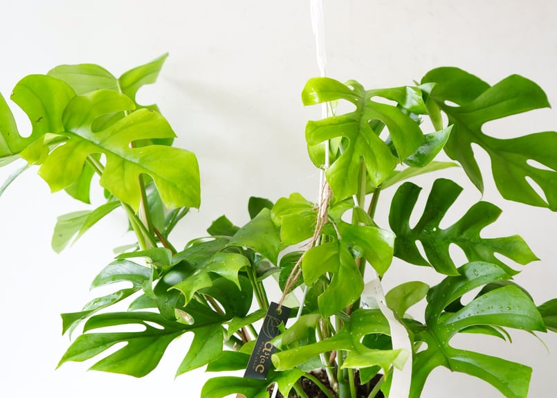 モンステラ アダンソニー ヒメモンステラ 5号 人気の観葉植物 半蔓性