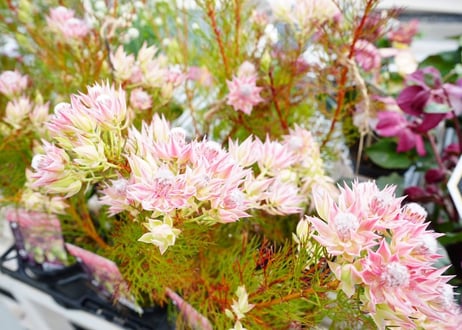 セルリア プリティピンク 7号 ワイルドフラワー 上品なピンクの花