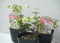 クレマチス アーリーセンセーション 天使のすず 3号｜初心者OK・常緑タイプ｜鉢植え・フェンスにおすすめ【早咲き・香りも楽しめる】