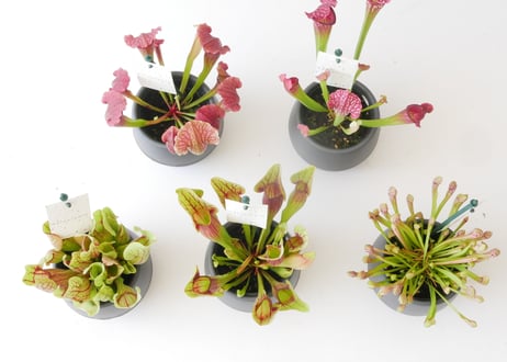 サラセニア 食中植物 4.5号 多年草 鮮やかなカラー
