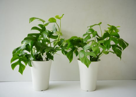 モンステラ アンダソニー ヒメモンステラ 6号 人気の観葉植物 半蔓性 ボタニカル