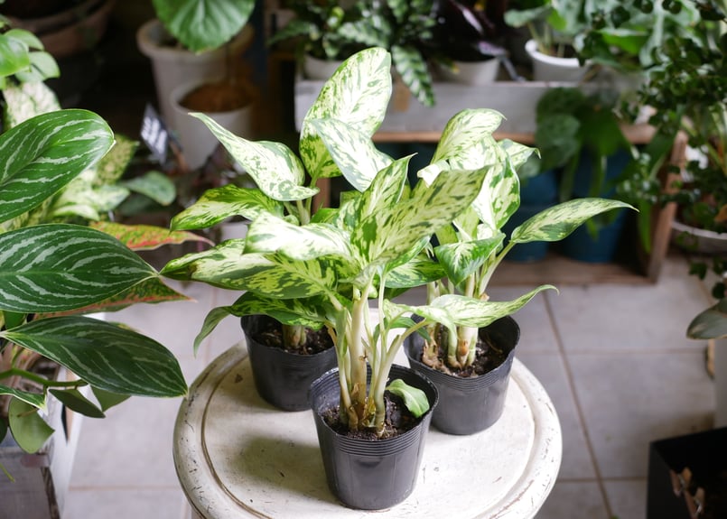 ディフェンバキア スパークレス 綺麗な斑入り模様 観葉植物