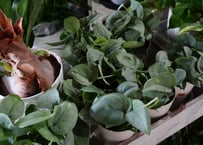 スキンダプサス プラチナ ４号 輝くシルバーの葉 キラキラ 明るく美しい葉　観葉植物　インテリアグリーン