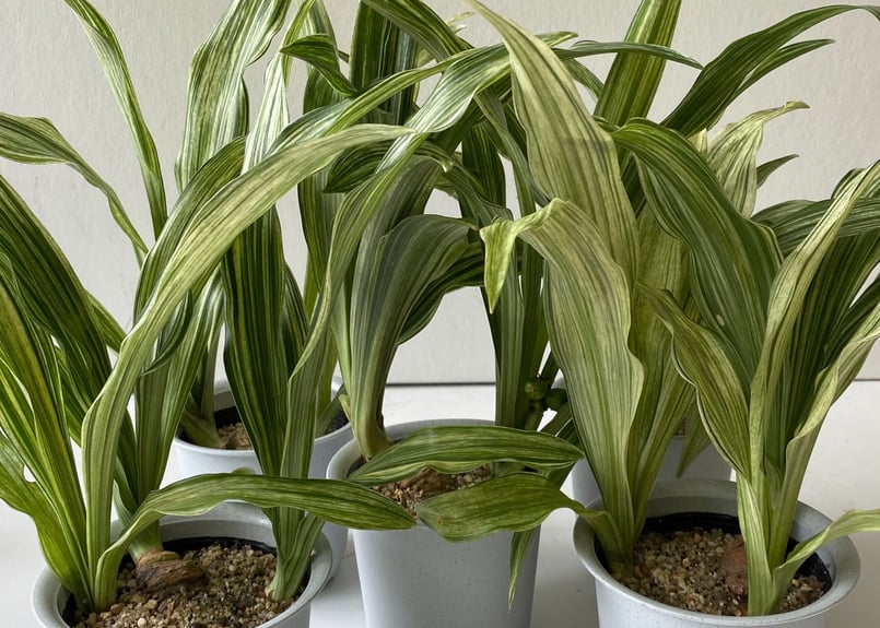 斑入り オモト | インテリアグリーンとギフトプランツコーディネートの