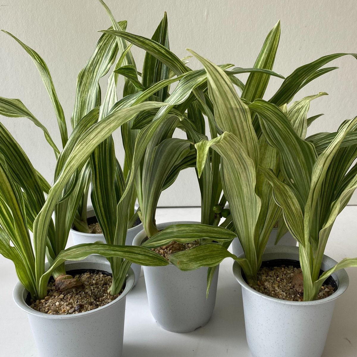 万年青 オモト 斑入り 3点セット