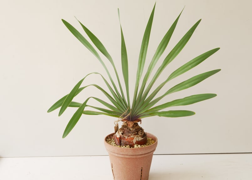 ブーファン 扇状に広がる葉 発根済 ケープバルブ | インテリアグリーン