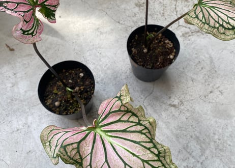 カラジューム ピンクシンフォニー 4号 葉模様が美しく楽しめる 球根植物 美しい 透ける葉 キュート