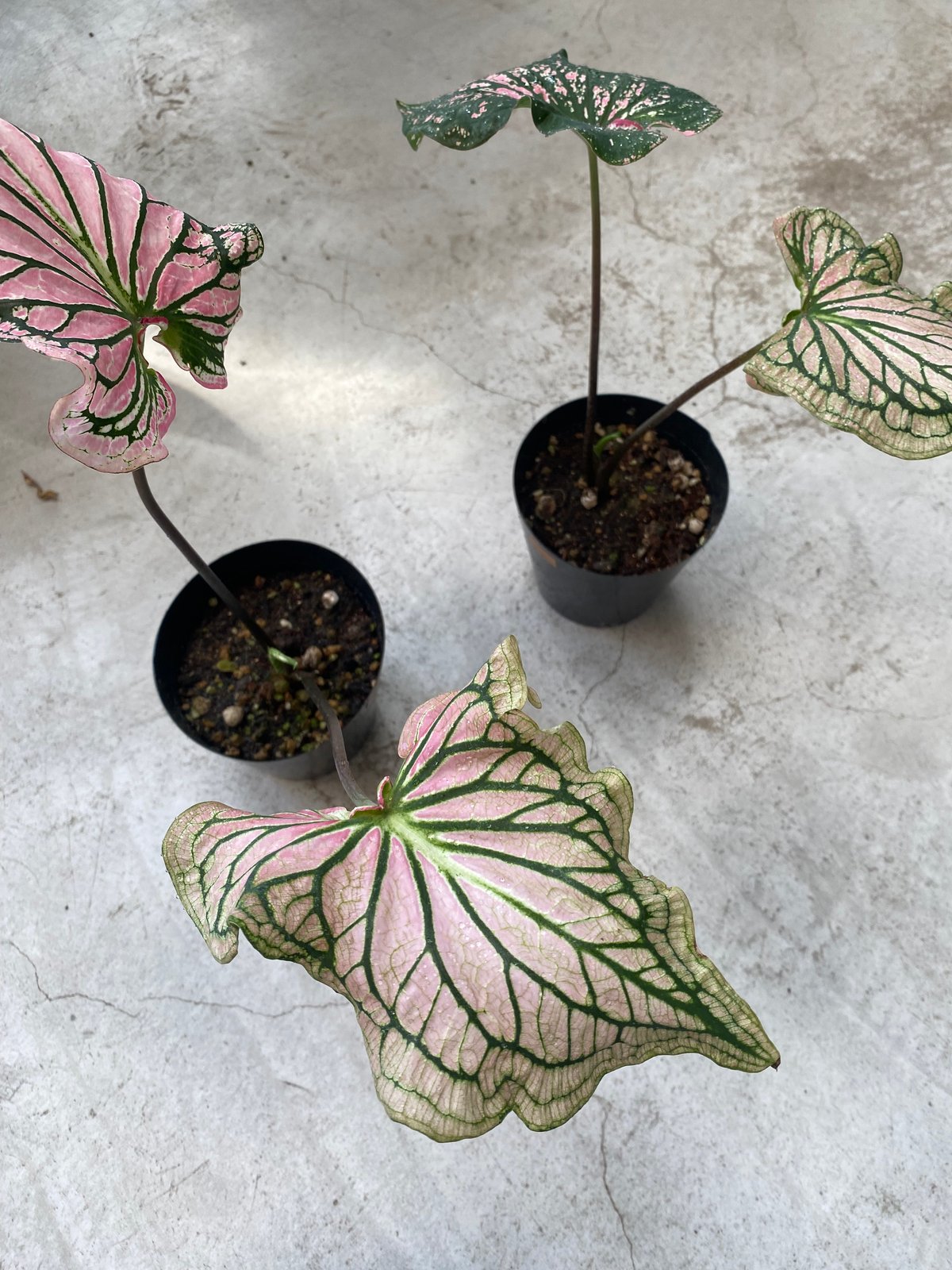 カラジウム　カラジューム　ピンクシンフォニー GKZ植物事典・カラジューム 'ピンク・シンフォニー'