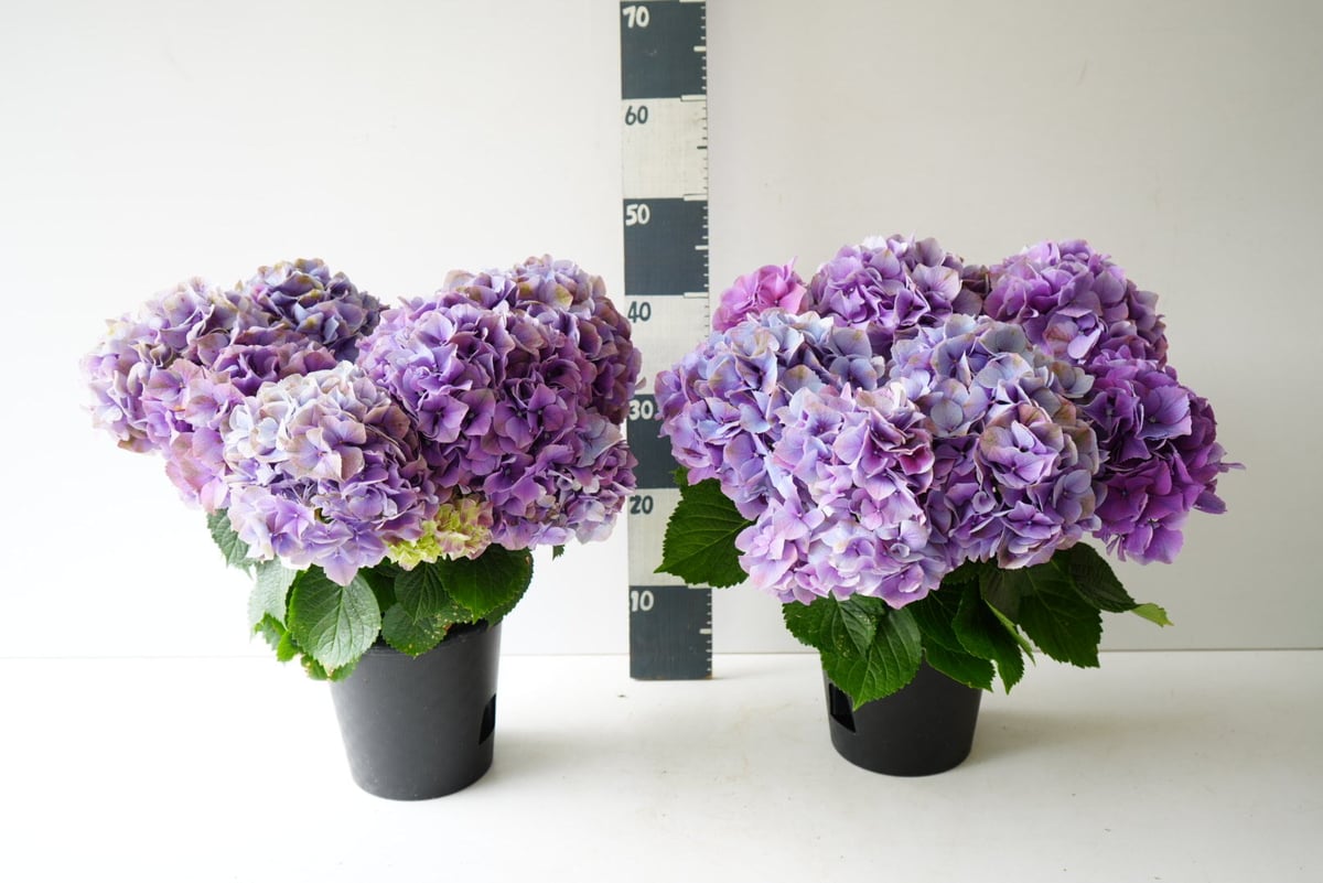 紫陽花 秋色アジサイ レッドアイ 6号 底面給水 母の日 贈り物 ギフト