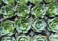 七福神　3号｜初心者OK・育てやすい多肉植物｜インテリア・ギフトにも【縁起の良い多肉植物】