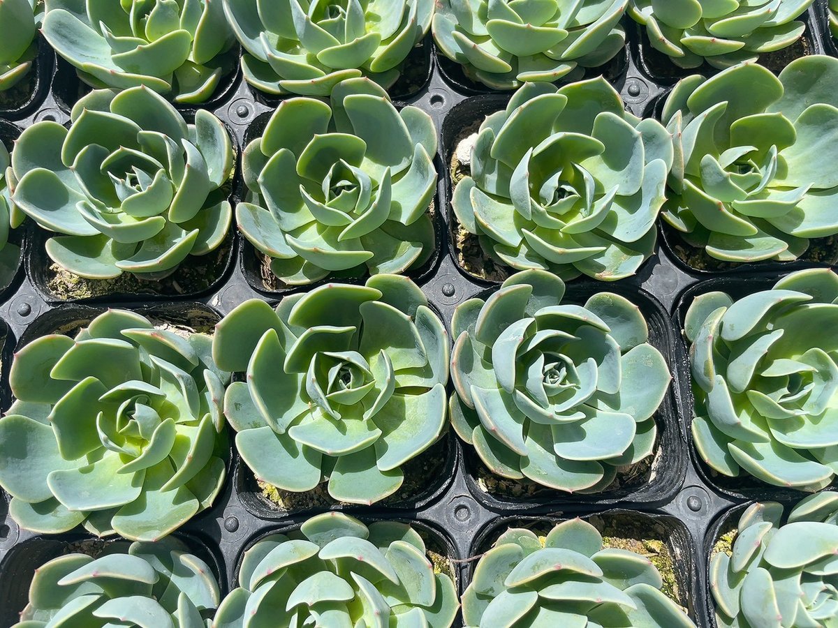 七福神 3号｜初心者OK・育てやすい多肉植物｜インテリア・ギフトにも