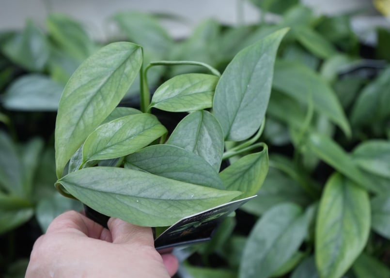 エピプレムナムピナツムセブブルー 3号 切れ込みの葉 ハンギング