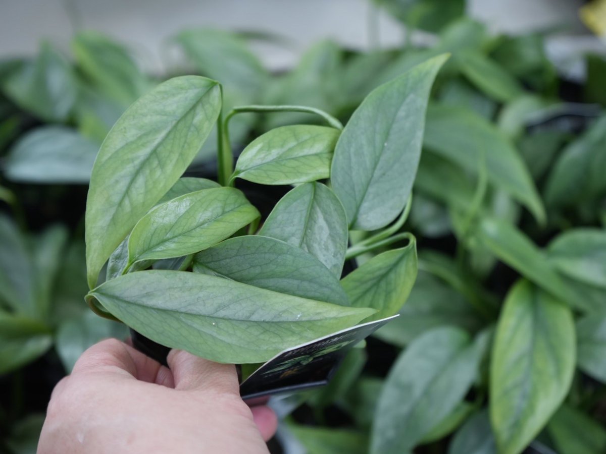 エピプレムナムピナツムセブブルー 3号 切れ込みの葉 ハンギング