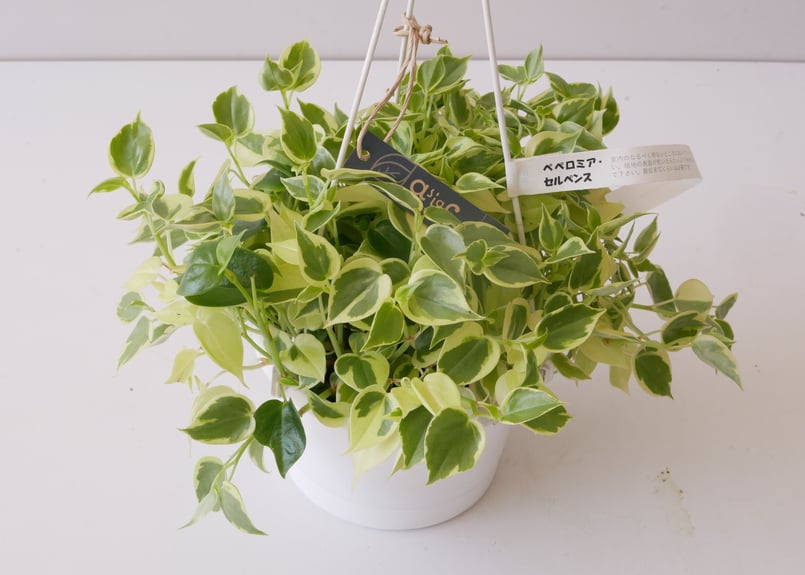 ペペロミア セルペンス 斑入り 観葉植物 ハンギンググリーン