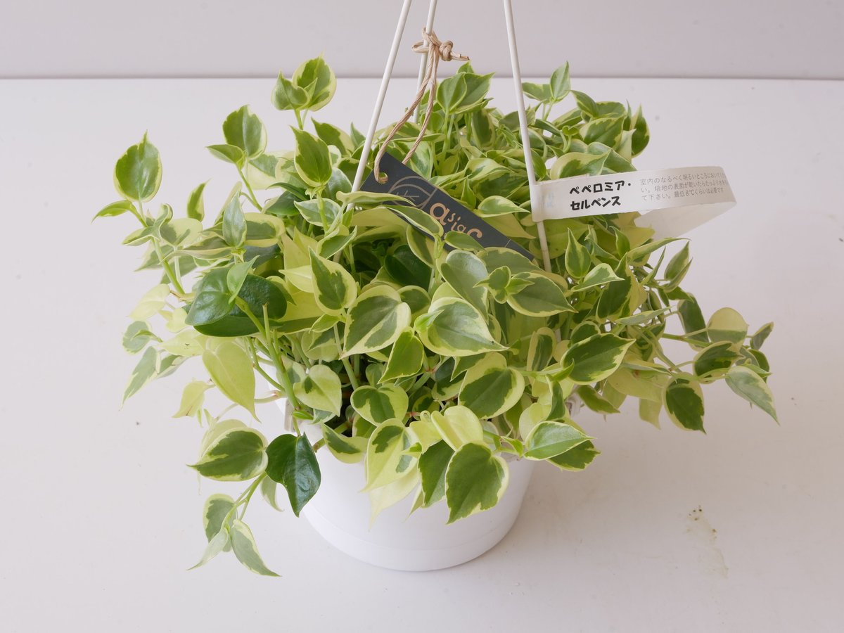 在庫1点のみ　ペペロミア　美依子　斑入り　抜き苗 在庫1点のみ ペペロミア 美依子 斑入り 抜き苗 楽天市場】斑入り