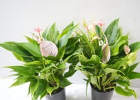 アンスリウム リリー 3号ポット｜観葉植物 白花 コンパクト 室内 インテリアグリーン ギフト おしゃれ 育てやすい｜ﾘﾘｰ アンス 3号