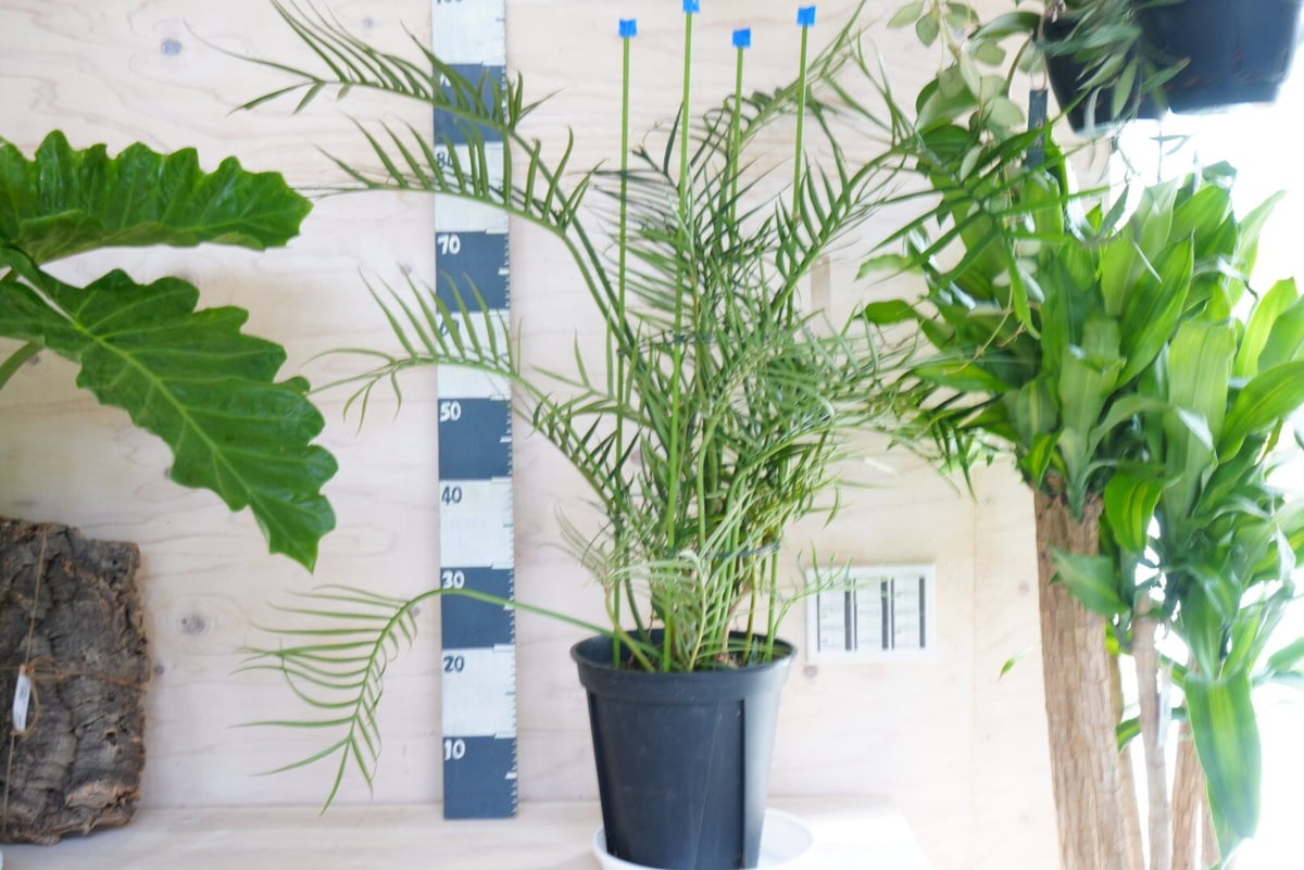 現物「フィロデンドロン・トータム」8号Philodendron Tortum