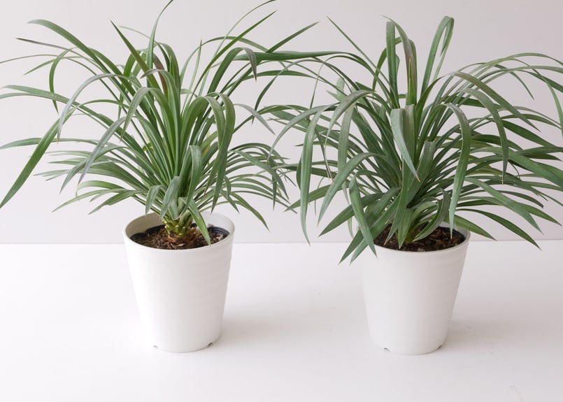 ユッカ デスメティアナ 耐寒性あり 寒さで紅葉 レア | インテリア