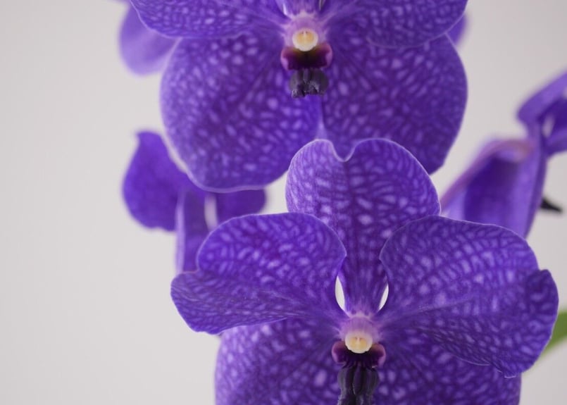 p*1様 バンダ ハンギング 2個セット