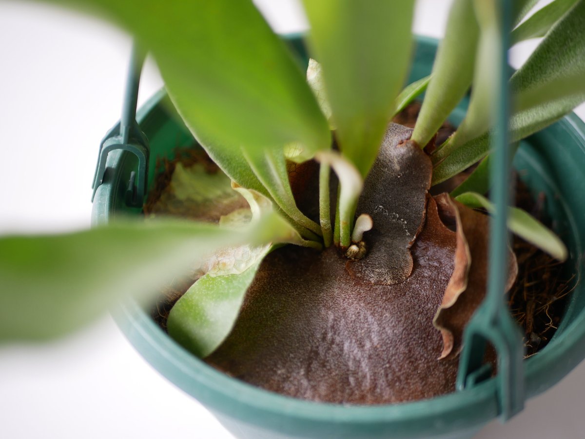 a細葉　特大　観葉植物　ビカクシダ　コウモリラン　ハンギング 鉢物・観葉植物（ハンギング） ビカクシダ（コウモリラン）