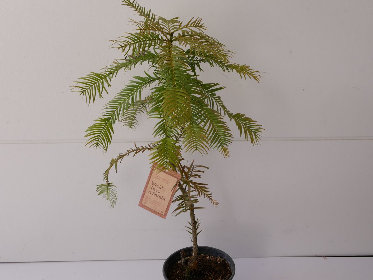 Wollemia nobilis ウォレマイパイン ジュラシックツリーH750 20221213_1343031_1200x.jpg?v=