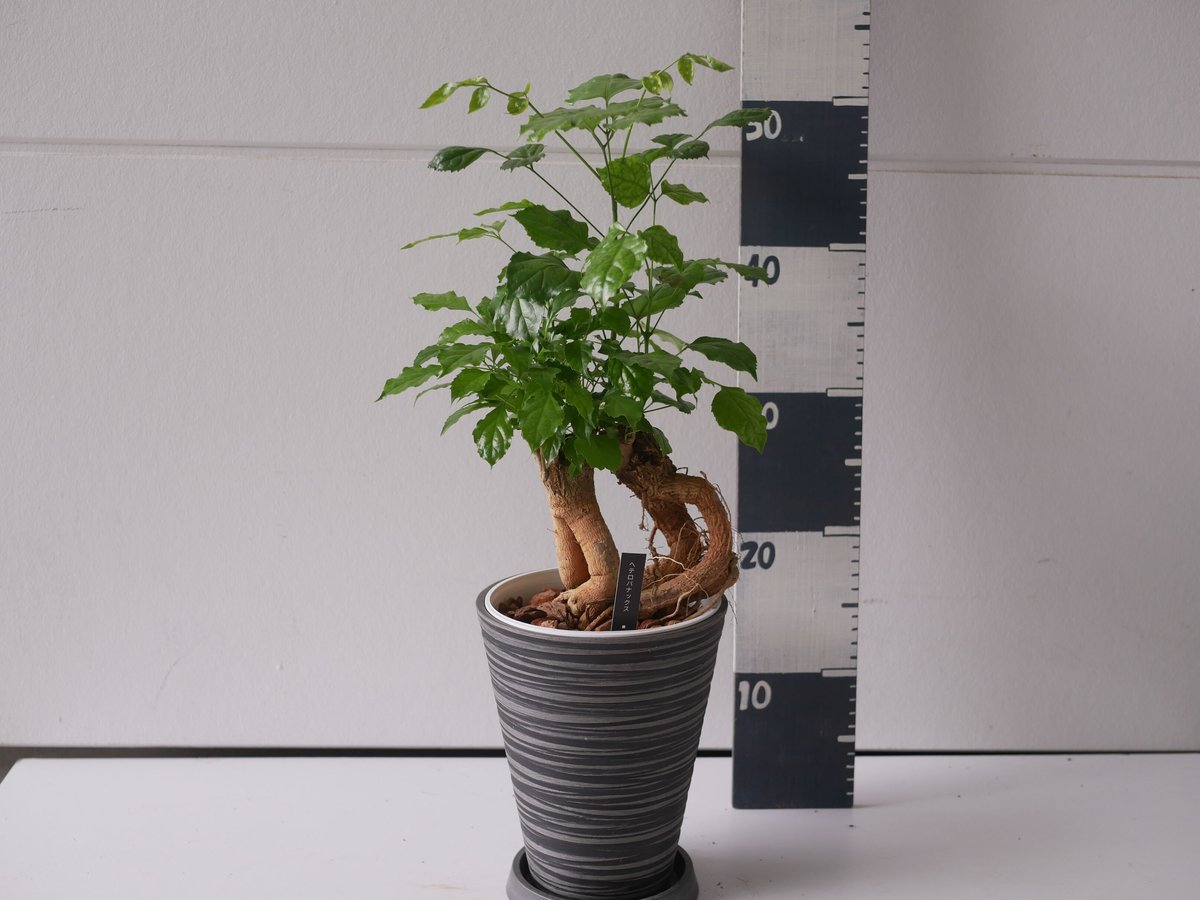 ヘテロパナックス 個性的な幹 観葉植物 | インテリアグリーンとギフト
