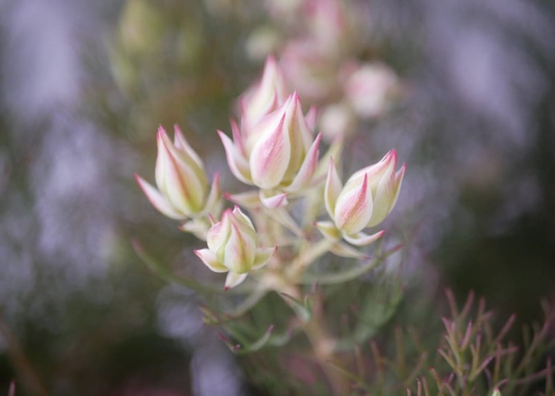 幹立ち大株 セルリアプリティピンク 花芽盛り沢山です