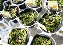 ユーフォルビア キシロフィロイデス 吊り鉢 大株 ボリューム