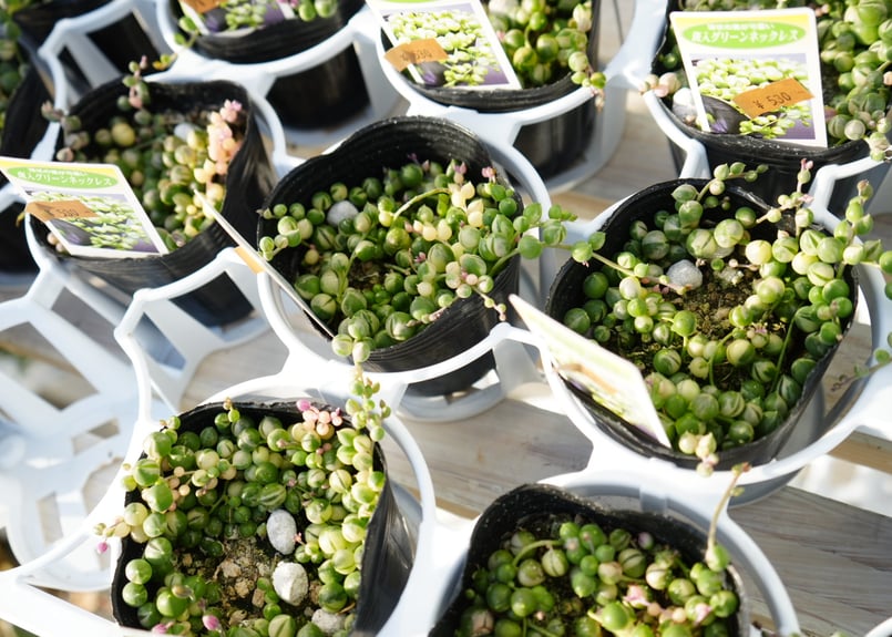 斑入り グリーンネックレス 3号 寄せ植えに多肉植物 ネックレス系